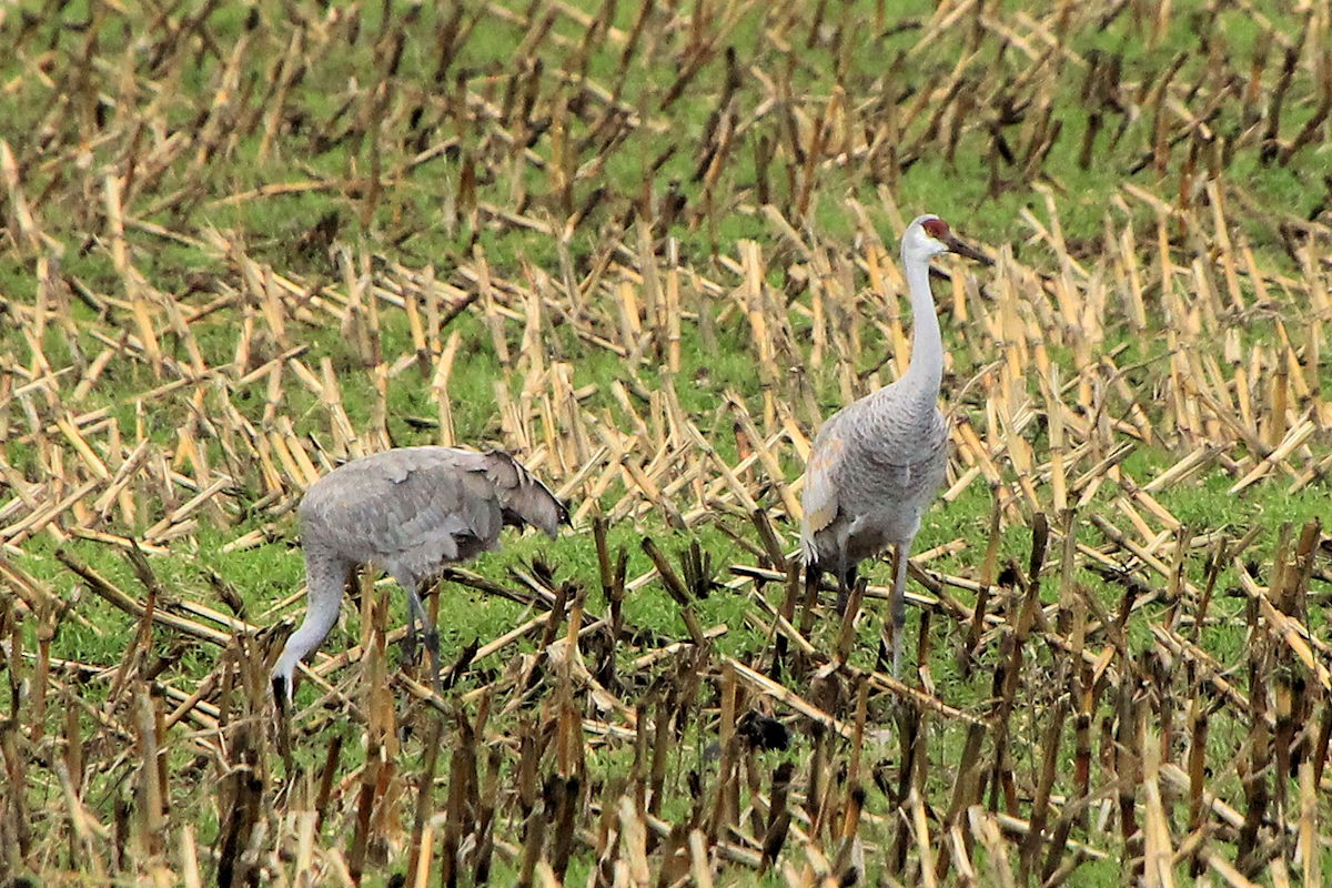 Sandhill Crane - ML646258226