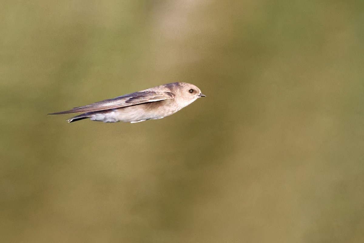 Braunkehl-Uferschwalbe - ML646258227