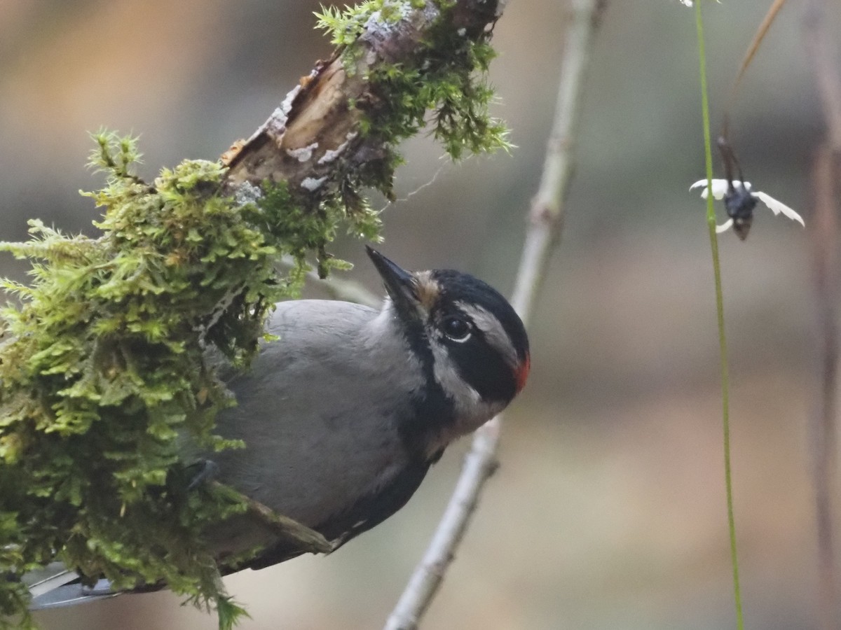 Dunenspecht - ML646258228