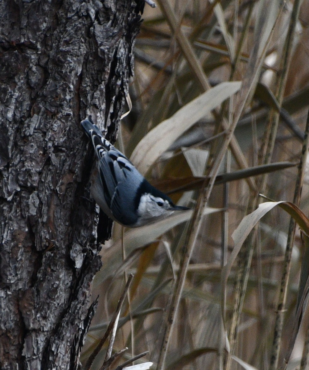 Weißbrustkleiber - ML646258229