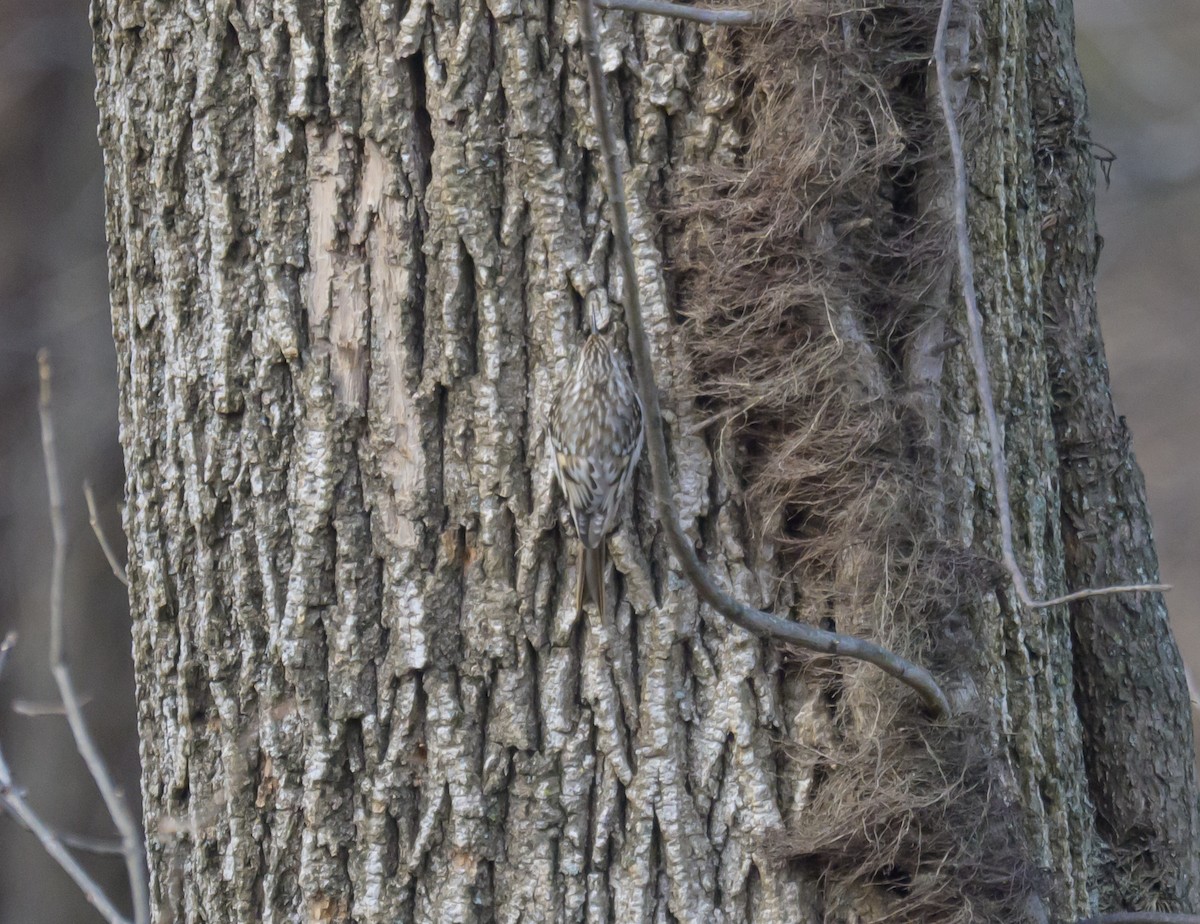 Amerikabaumläufer - ML646258230