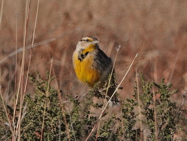 Chihuahuastärling - ML646258231