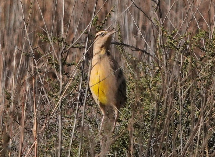 Chihuahuastärling - ML646258232