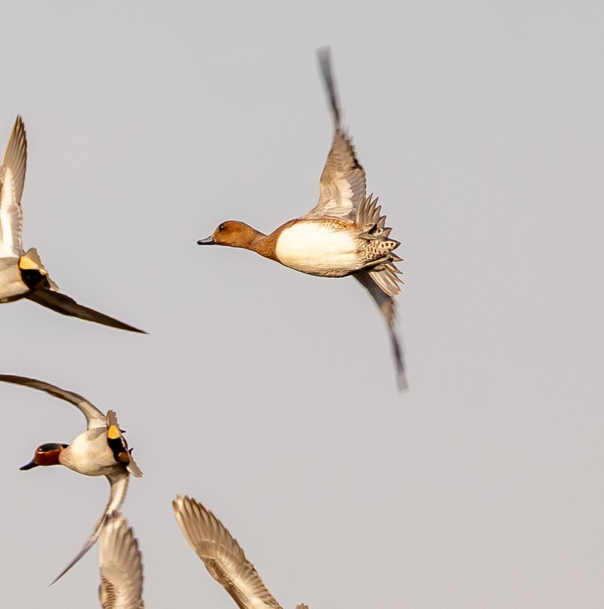 Pfeifente - ML646258234