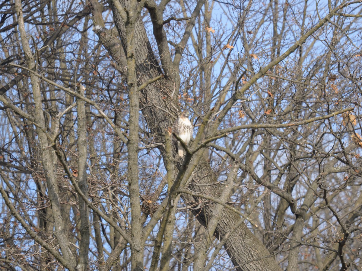 Rotschwanzbussard - ML646258235