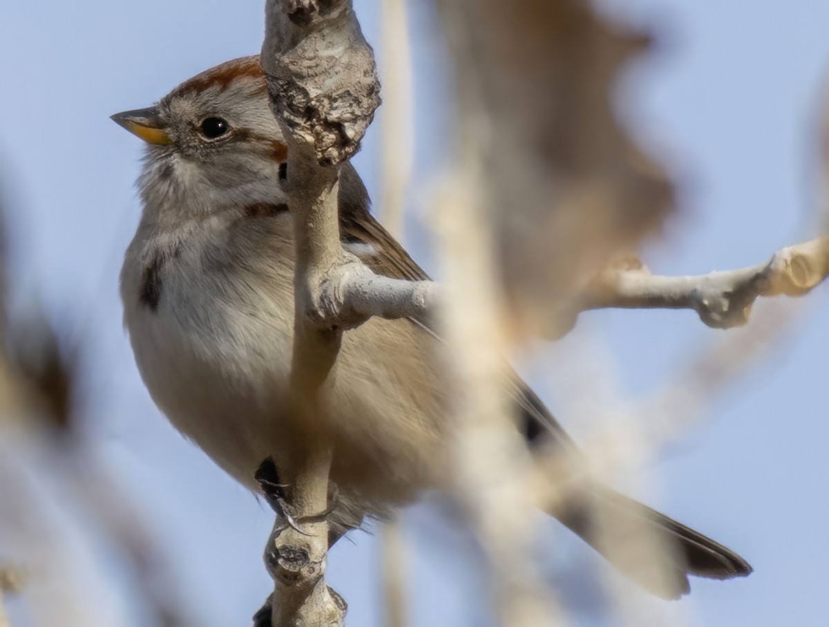 Baumammer - ML646258236