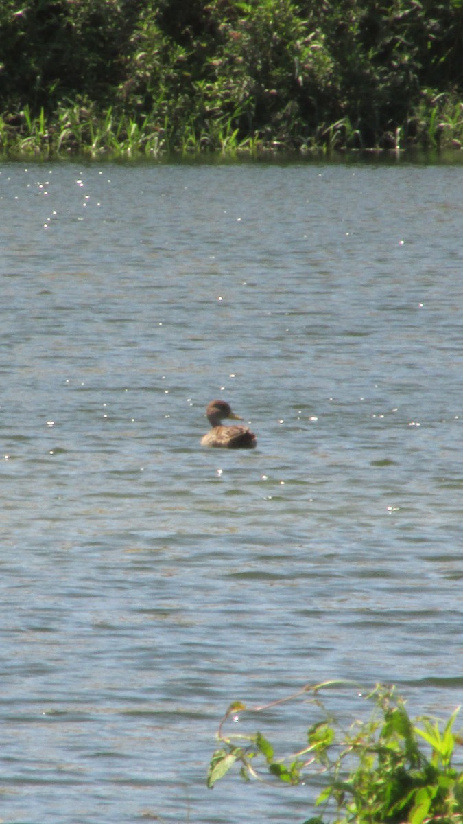 Spitzschwanzente - ML646258237