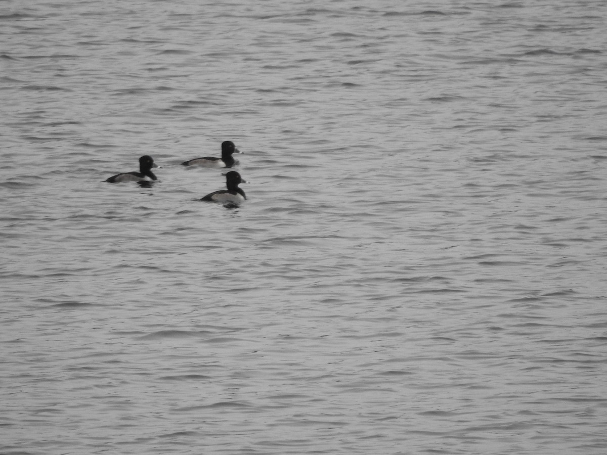 環頸潛鴨 - ML646258238