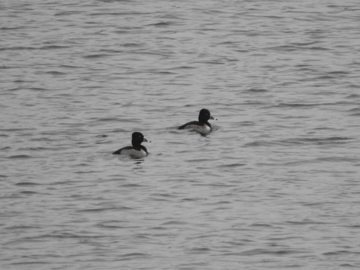 環頸潛鴨 - ML646258240