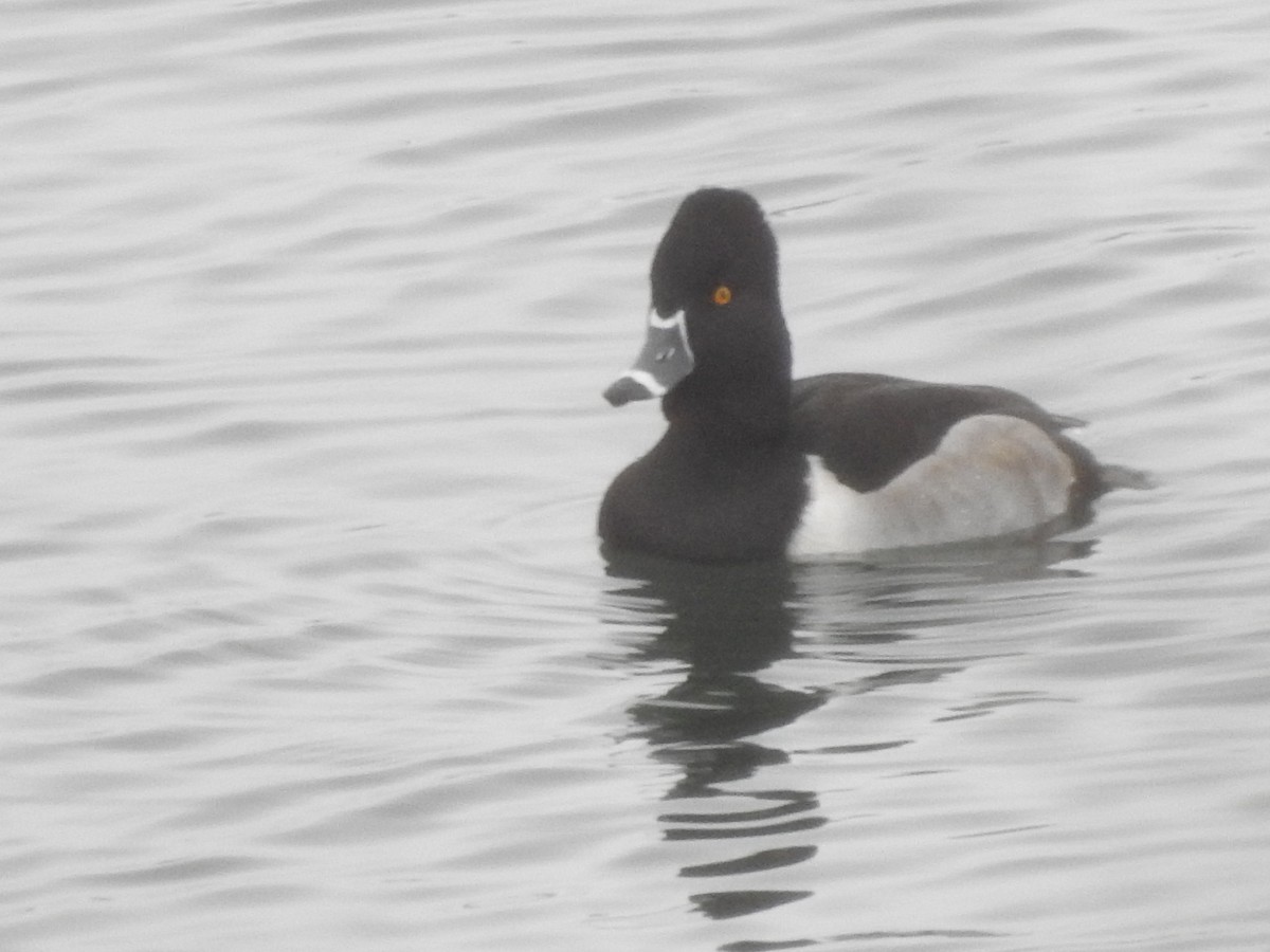 環頸潛鴨 - ML646258242