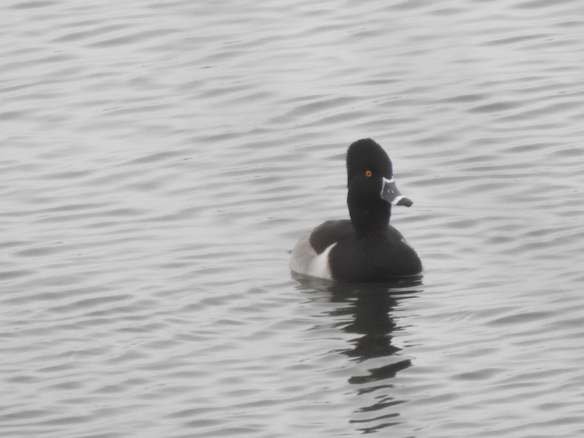 環頸潛鴨 - ML646258243