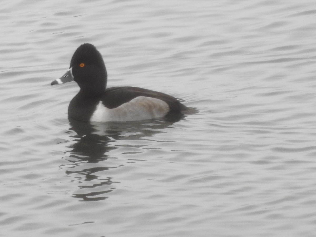 環頸潛鴨 - ML646258244