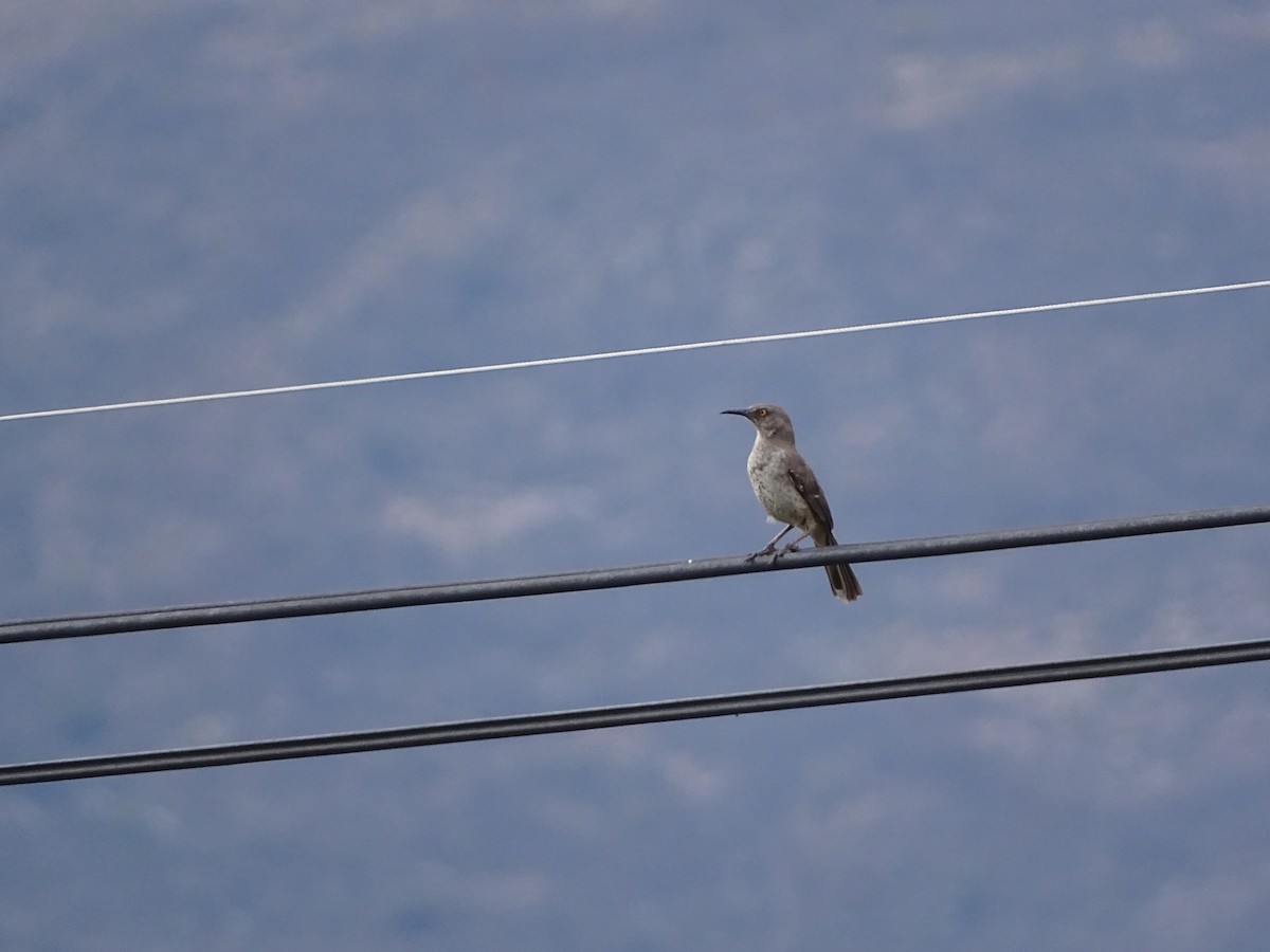 Krummschnabel-Spottdrossel - ML646258245