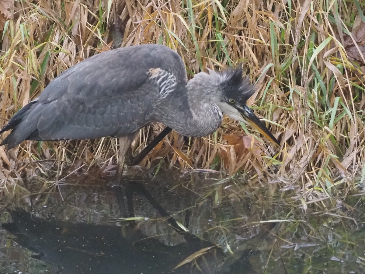 Kanadareiher - ML646258246