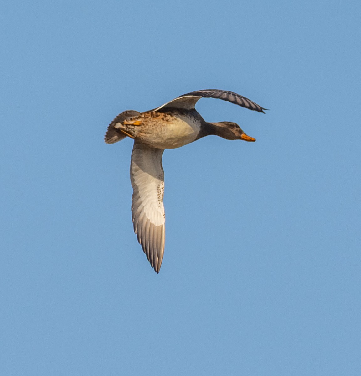 Krickente - ML646258247