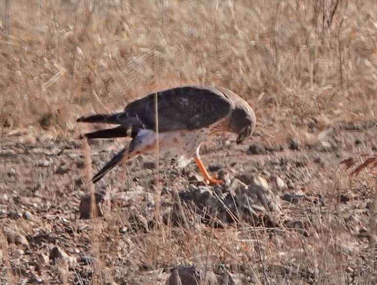 Hudsonweihe - ML646258248