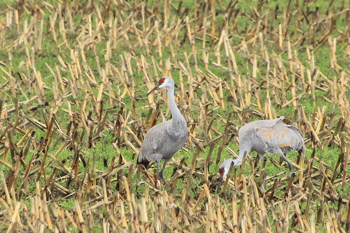 Sandhill Crane - ML646258249