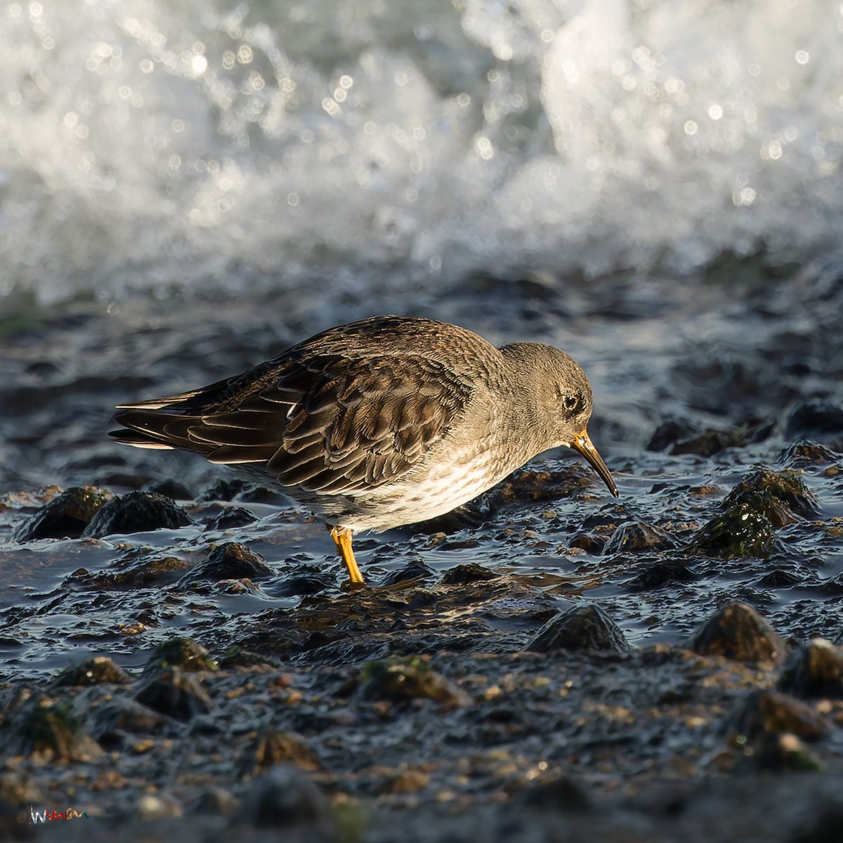 Meerstrandläufer - ML646258250