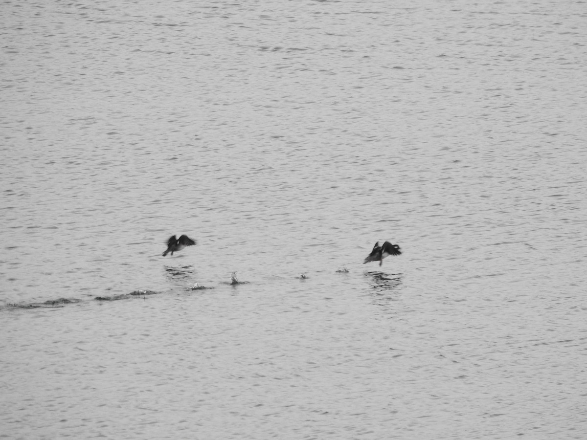 Bufflehead - ML646258252