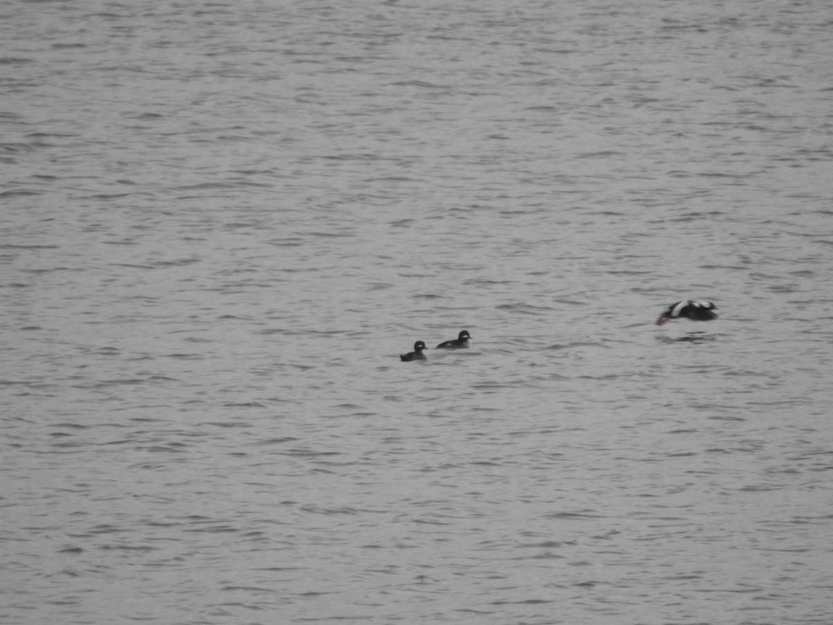 Bufflehead - ML646258253