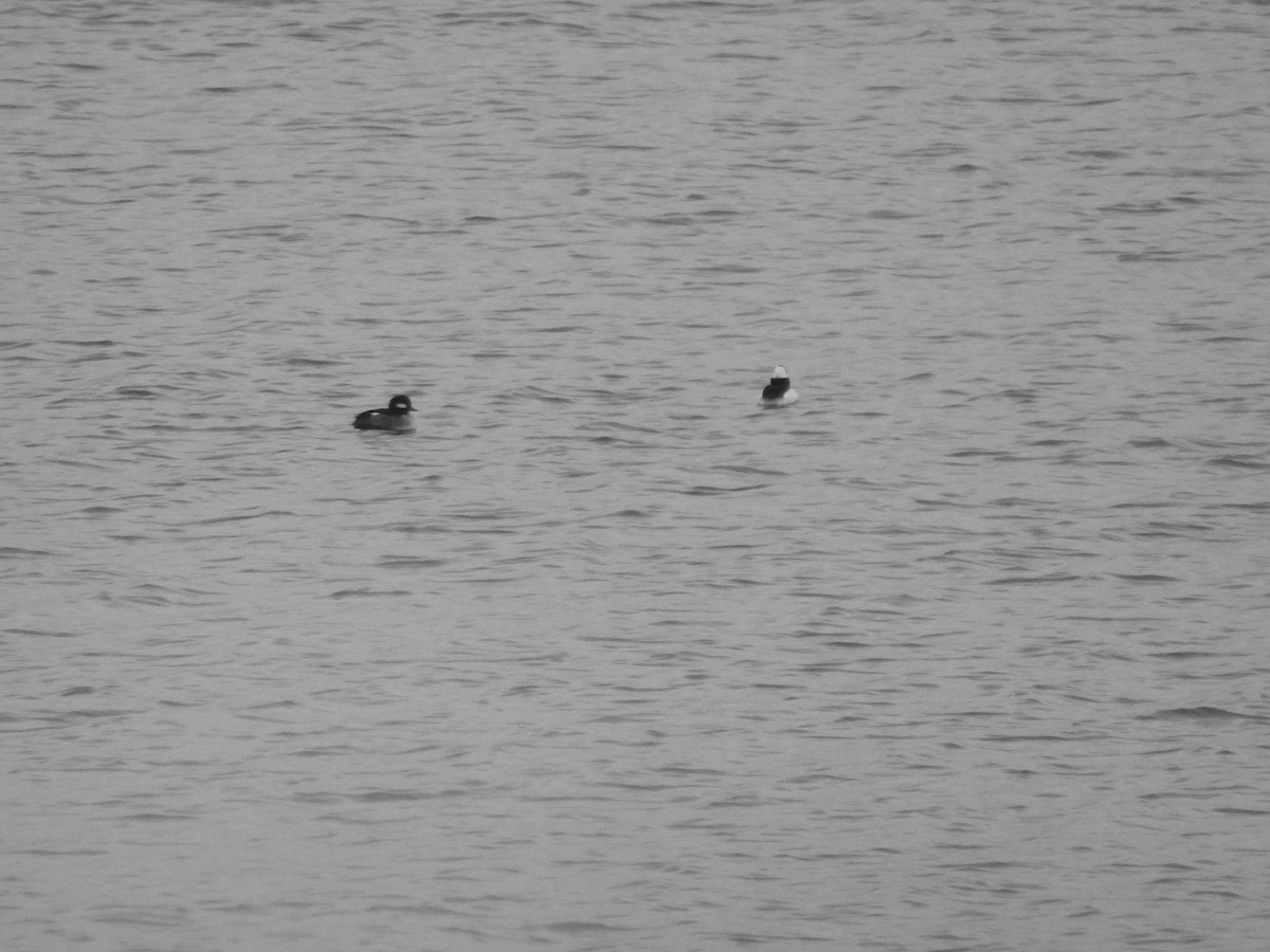 Bufflehead - ML646258254