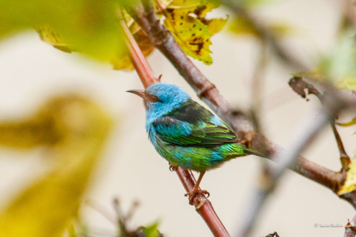 Blaukopfpitpit - ML646258255