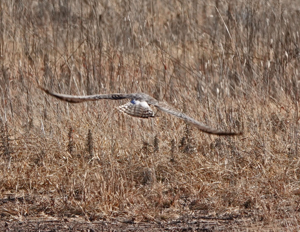 Hudsonweihe - ML646258256