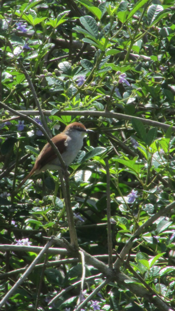 Yellow-chinned Spinetail - ML646258257