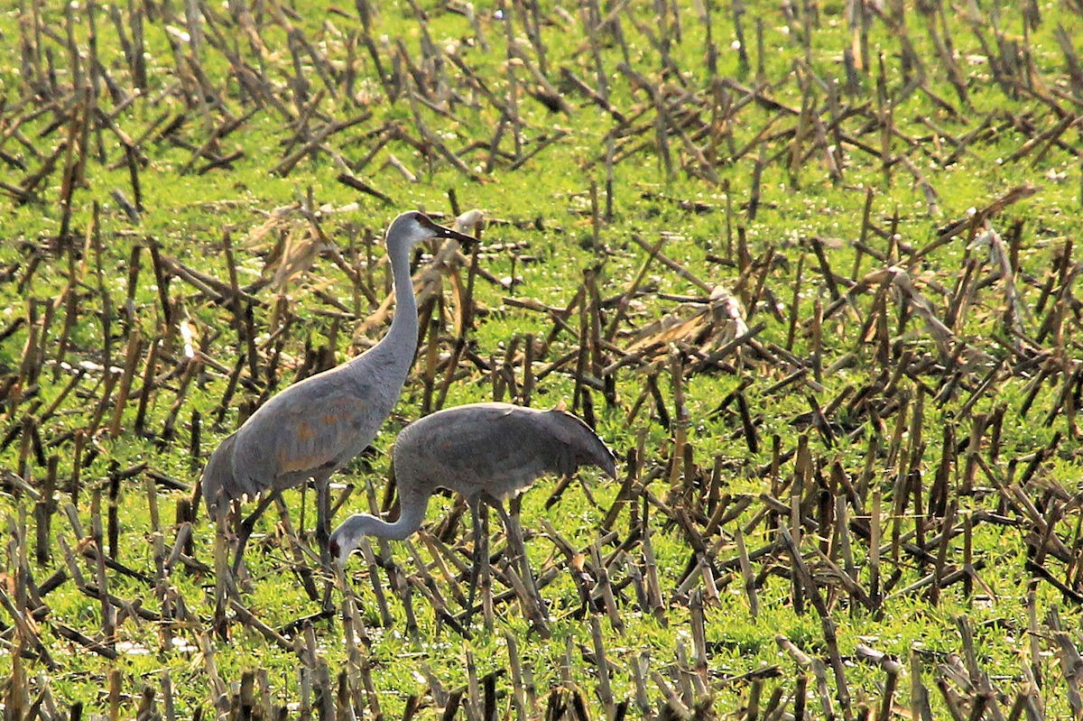 Sandhill Crane - ML646258259