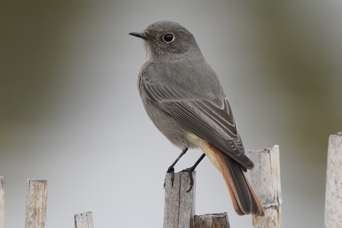 Black Redstart - ML646258261