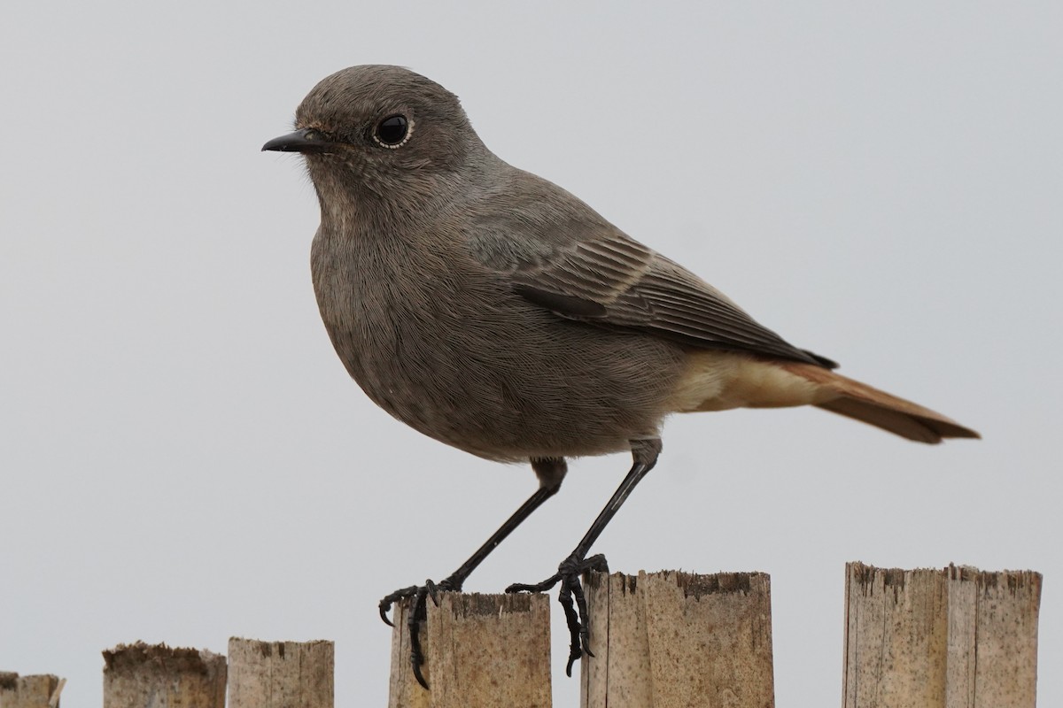 Black Redstart - ML646258263