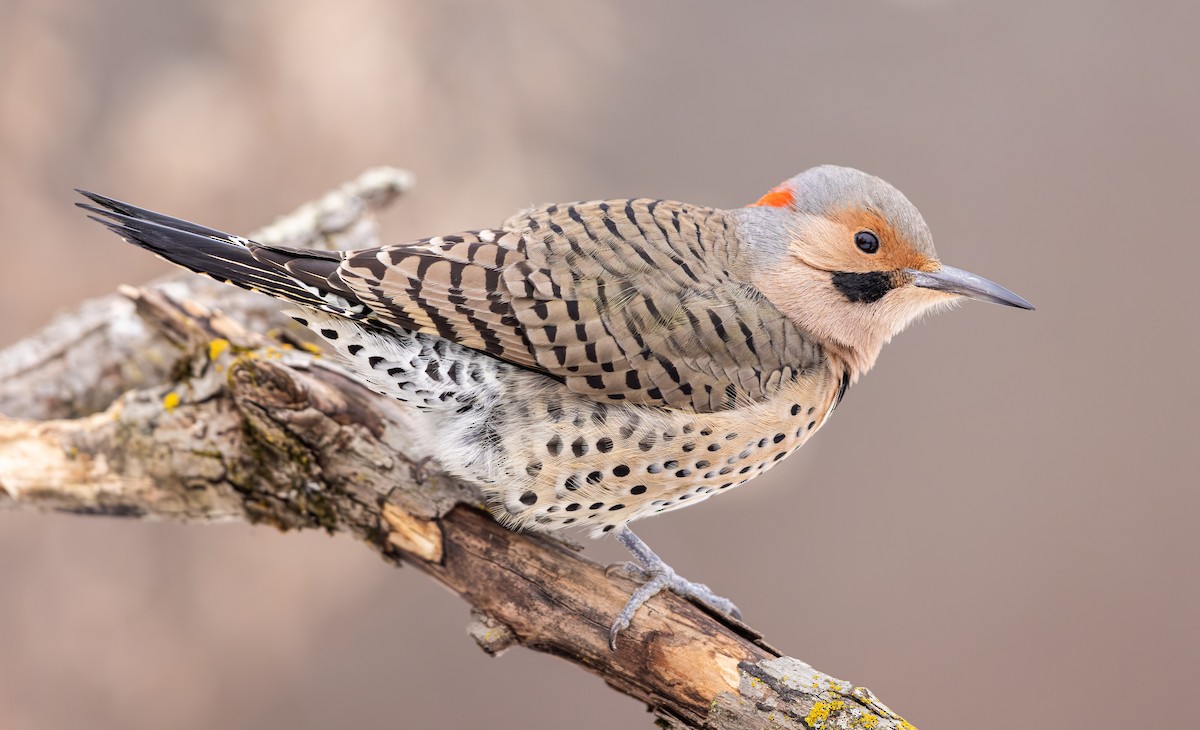 Northern Flicker - ML646258266