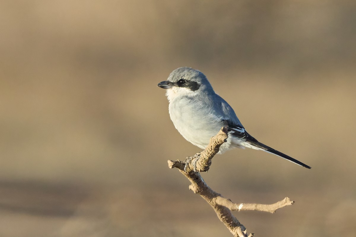 Great Gray Shrike - ML646258267