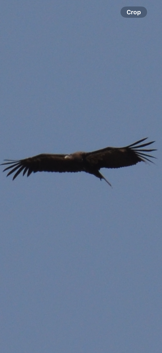 California Condor - ML646258273