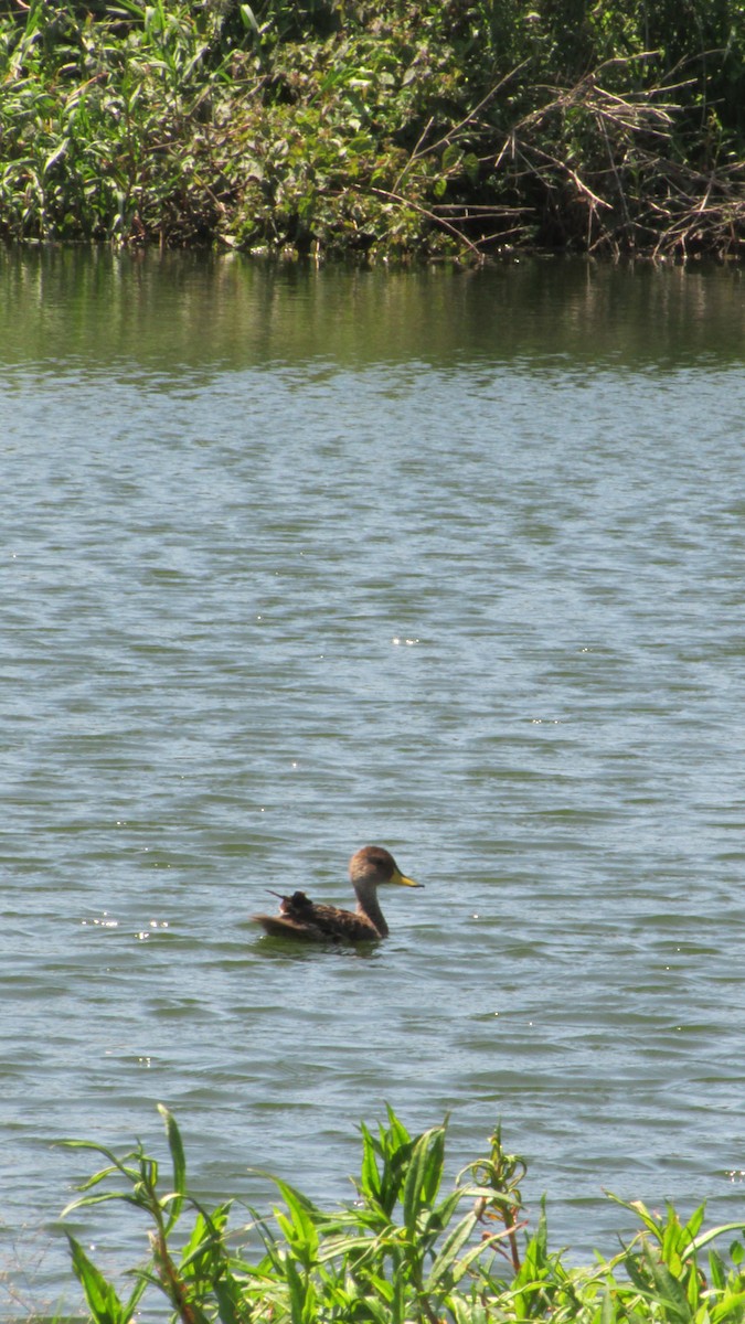 Ahate ziri-buztana - ML646258274