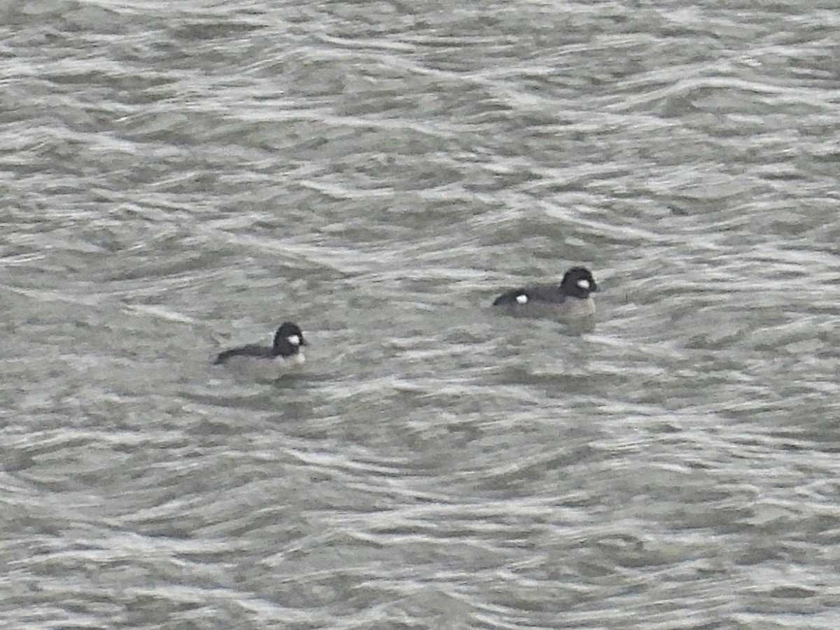Bufflehead - ML646258277