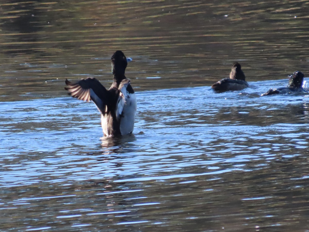Ring-necked Duck - ML646258278
