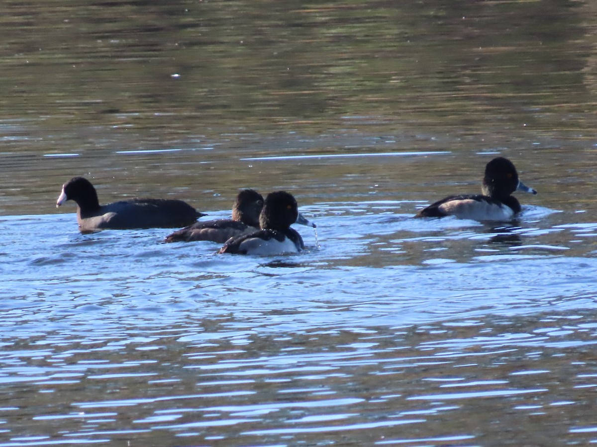 Ring-necked Duck - ML646258279