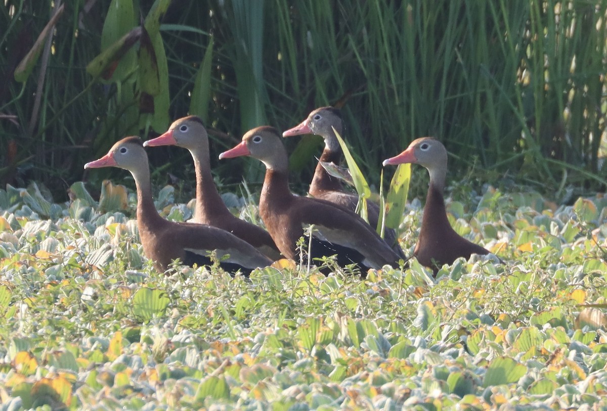 Black-bellied Whistling-Duck - ML646258280