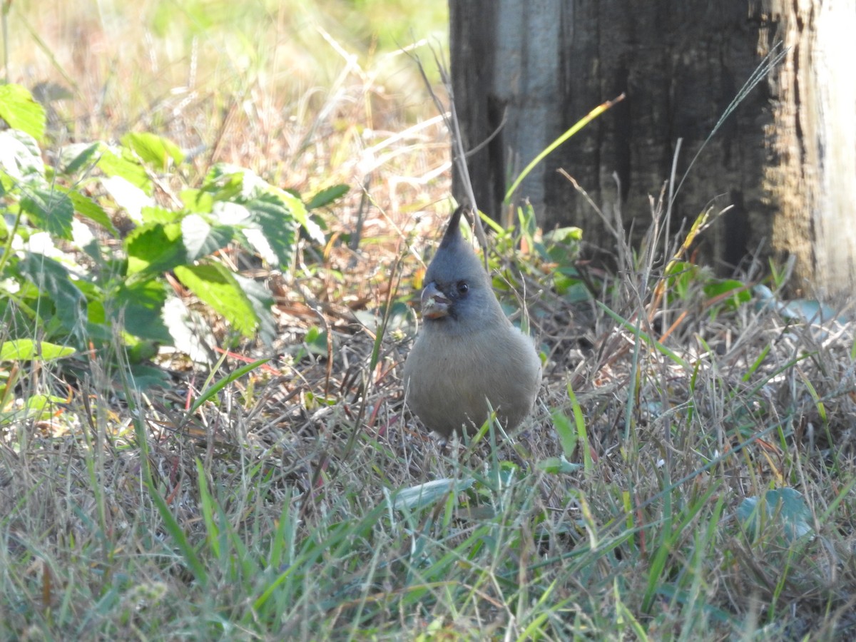 Pyrrhuloxia - ML646258281