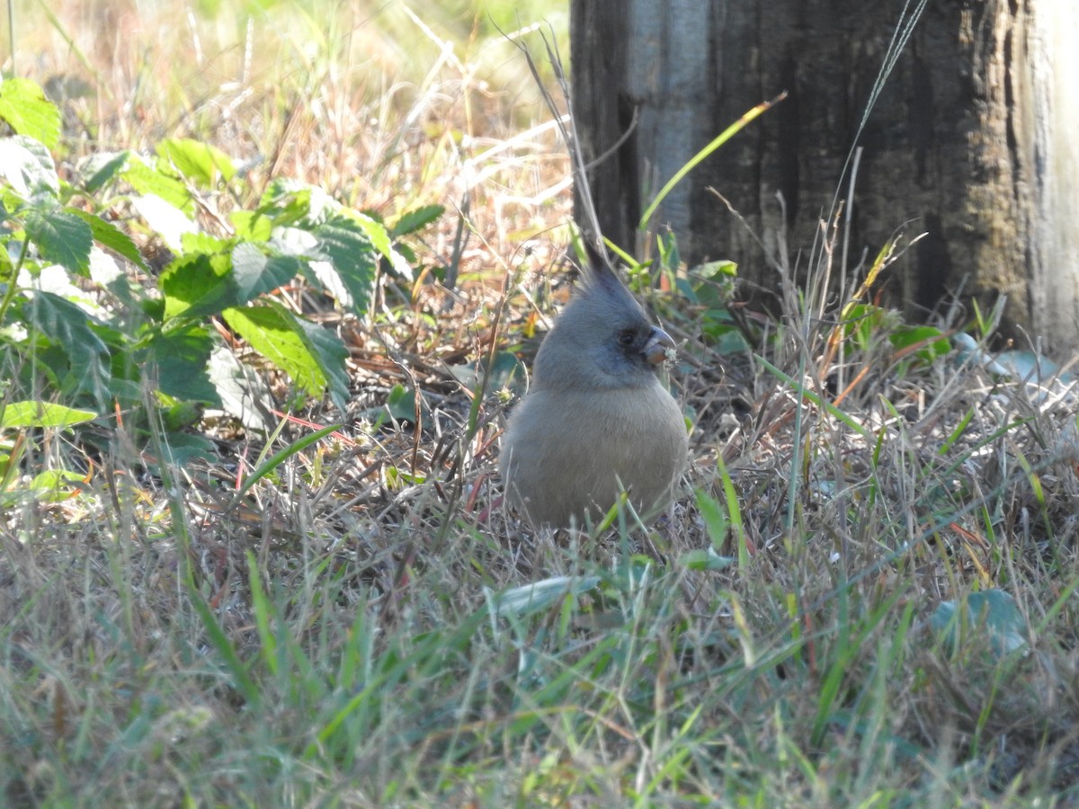 Pyrrhuloxia - ML646258282
