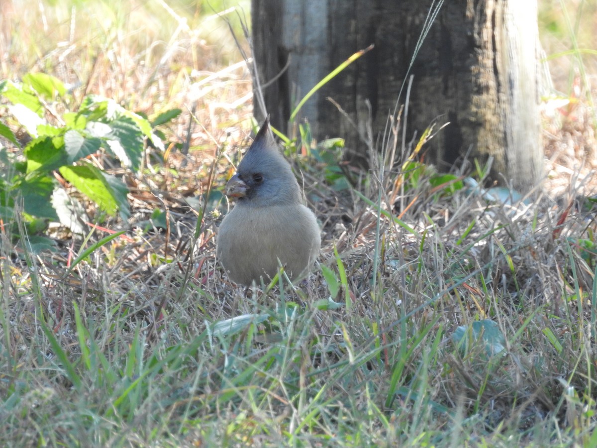 Pyrrhuloxia - ML646258283