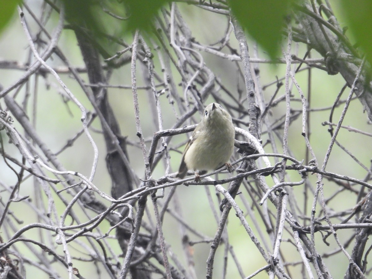 Ruby-crowned Kinglet - ML646258286