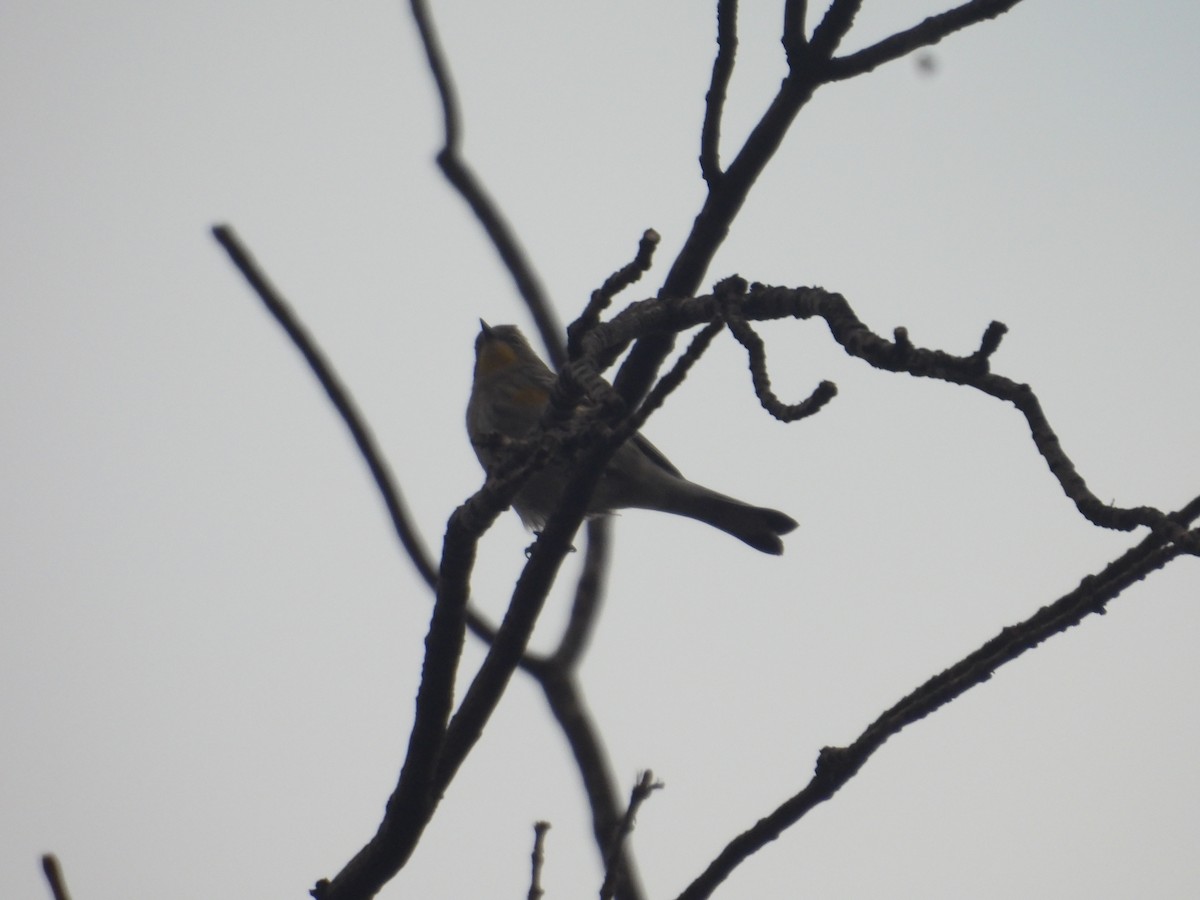 Yellow-rumped Warbler - ML646258290
