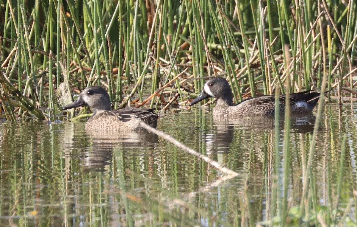 Blue-winged Teal - ML646258291