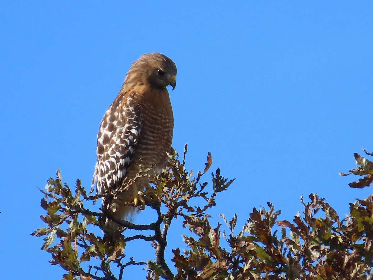 Red-shouldered Hawk - ML646258292