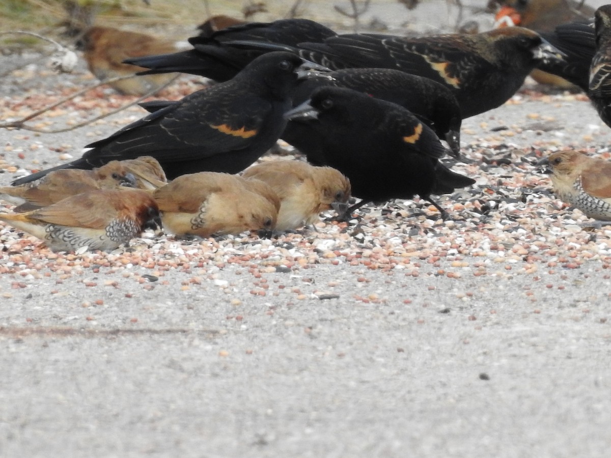 Scaly-breasted Munia - ML646258293