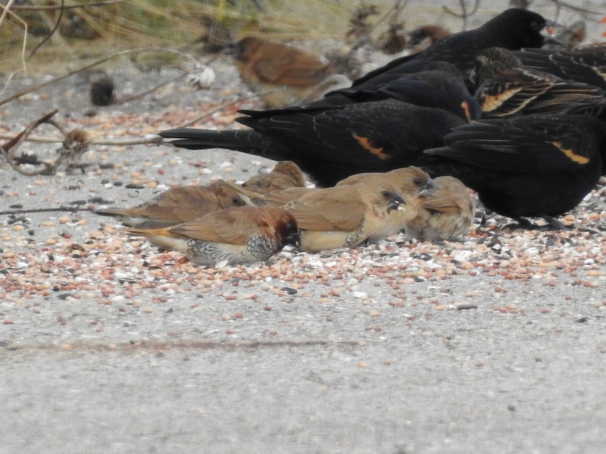 Scaly-breasted Munia - ML646258294