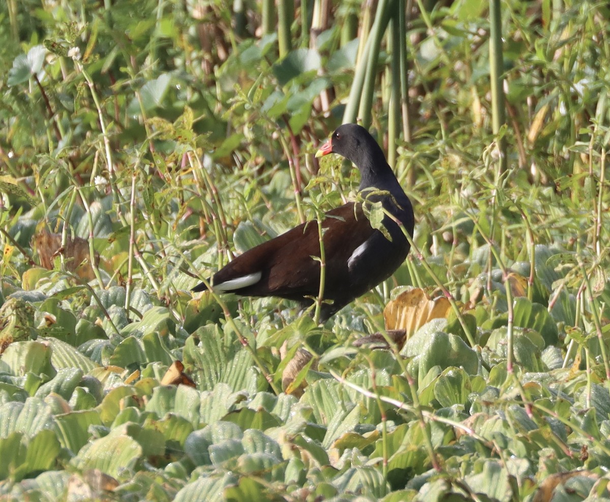 Common Gallinule - ML646258297