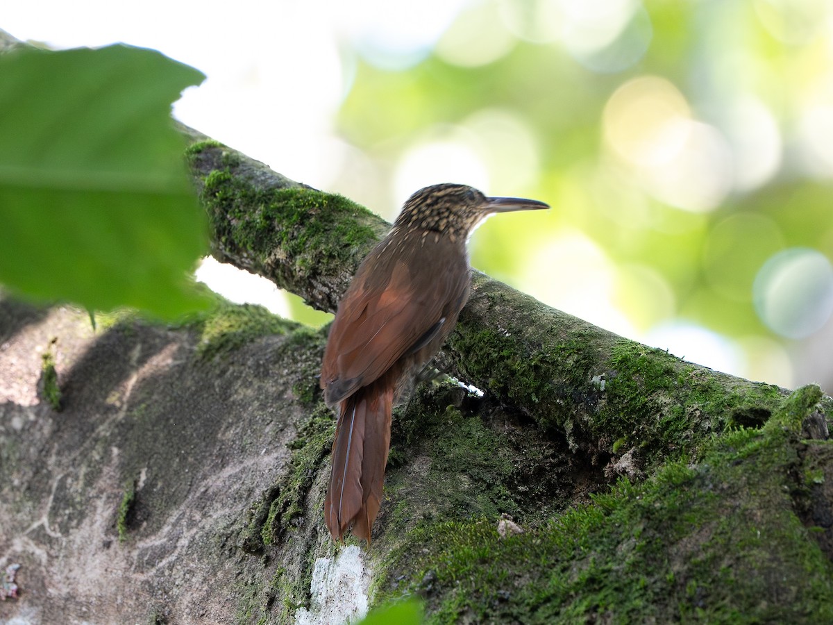 Cocoa Woodcreeper - ML646258301